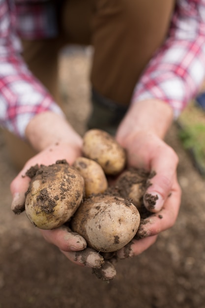 Agricultor que mostra batatas recém-cavadas