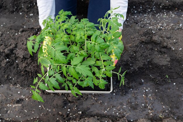 Foto agricultor que tiene una planta de tomate en un invernadero de verduras orgánicas de cultivo doméstico