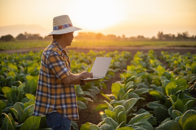 Agricultor que trabaja en el campo del árbol del tabaco y usa una computadora portátil para encontrar información para cuidar o controlar la planta de tabaco después de plantar Concepto de tecnología para la agricultura