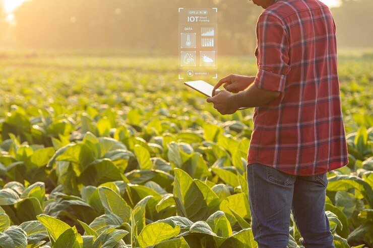 Agricultor que trabaja en el campo del árbol del tabaco y usa una tableta digital para encontrar información o analizar la planta de tabaco después de plantar Concepto de tecnología para la agricultura