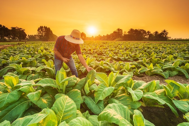 Agricultor que trabaja en el campo del árbol del tabaco y usa un teléfono inteligente para encontrar información para cuidar o controlar la planta de tabaco después de plantar Concepto de tecnología para la agricultura