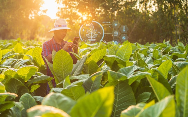 Agricultor que trabaja en el campo del tabaco y usa un teléfono inteligente que muestra iconos de interfaz agrícola inteligente y efecto de puesta de sol de destello de luz Tecnología inteligente y nueva para el concepto de negocio agrícola