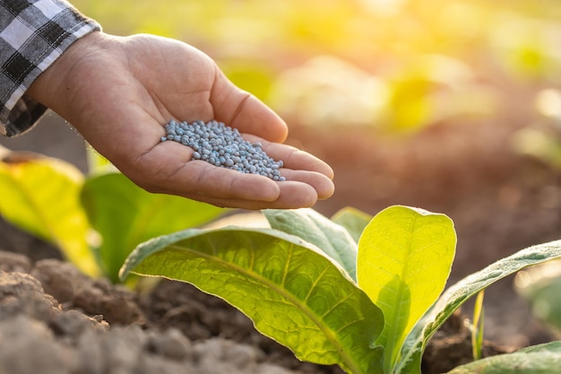 Agricultor que trabalha no campo da árvore do tabaco Feche a mão dando fertilizante para planta de tabaco jovem Conceito de crescimento ou negócio agrícola