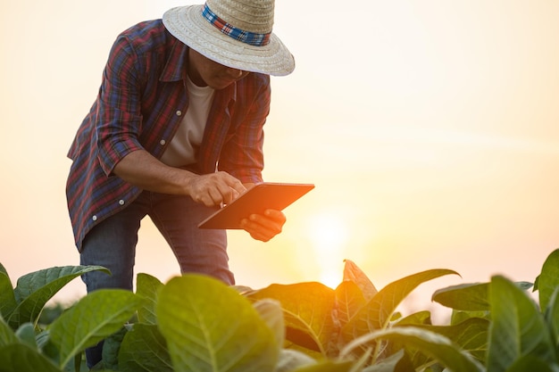 Agricultor que trabalha no campo de tabaco O homem está examinando e usando tablet digital para planejar o gerenciamento ou analisar a planta do tabaco após o plantio Conceito de tecnologia para agricultura