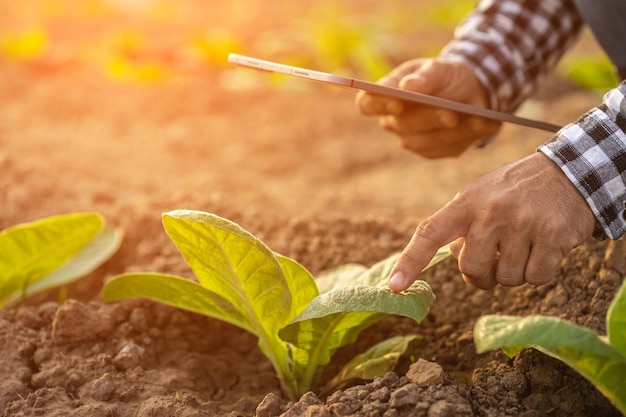 Agricultor que trabalha no campo de tabaco O homem está examinando e usando tablet digital para planejar o gerenciamento ou analisar a planta do tabaco após o plantio Conceito de tecnologia para agricultura