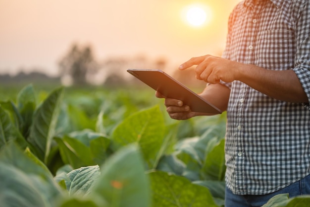 Agricultor que trabalha no campo de tabaco O homem está examinando e usando tablet digital para planejar o gerenciamento ou analisar a planta do tabaco após o plantio Conceito de tecnologia para agricultura