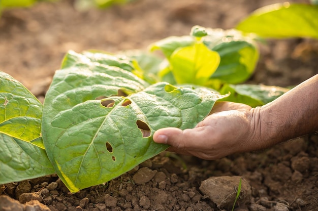 Agricultor que trabalha no campo do tabaco e pesquisa ou verifica problemas sobre pulgões ou vermes comendo na folha de tabaco após o plantio