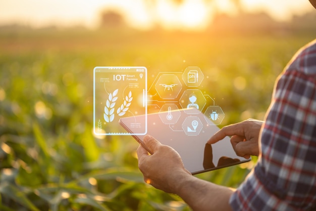 Agricultor que usa una tableta digital en un campo cultivado de maíz con iconos de interfaz agrícola inteligente y efecto de puesta de sol de destello de luz Tecnología inteligente y nueva para el concepto de negocio agrícola