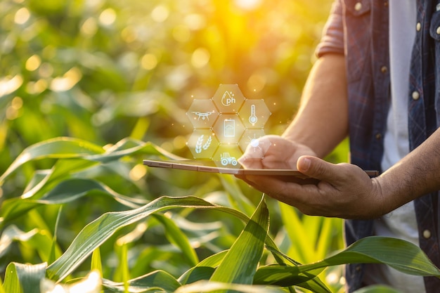 Agricultor que usa una tableta digital en un campo cultivado de maíz con iconos de interfaz agrícola inteligente y efecto de puesta de sol de destello de luz Tecnología inteligente y nueva para el concepto de negocio agrícola