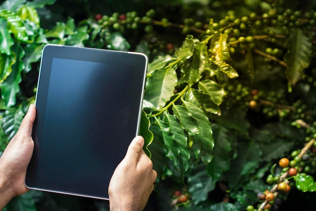 Agricultor que usa una tableta digital en una plantación de café cultivada Aplicación de tecnología moderna en la actividad de cultivo agrícola