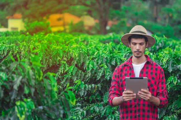 Agricultor que usa una tableta digital en una plantación de café cultivada Aplicación de tecnología moderna en la actividad de cultivo agrícola