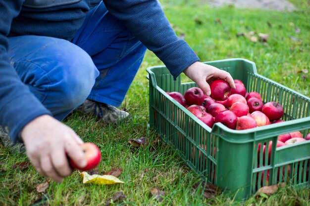 Agricultor rasgando recogiendo la cosecha de manzanas rojas frescas