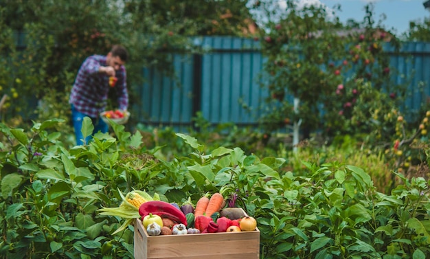 Un agricultor recoge verduras en el jardín Enfoque selectivo