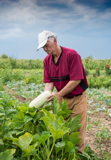 Agricultor recogiendo calabacines orgánicos en el jardín