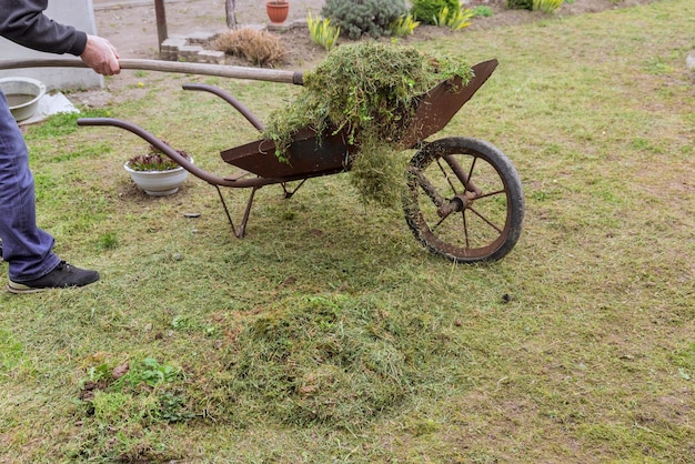 Agricultor recogiendo césped verde cortado en carro de jardín para compostaje