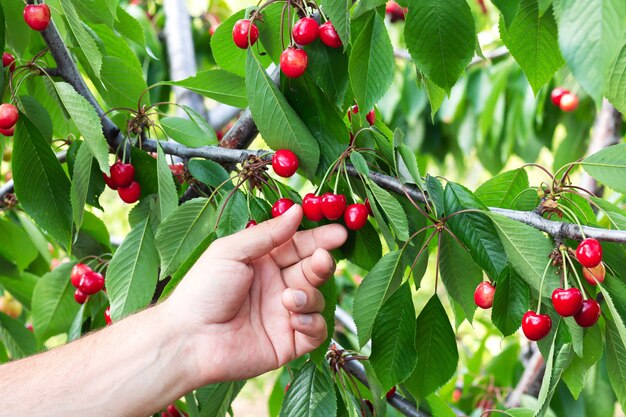 Agricultor recogiendo la cosecha de cereza dulce roja orgánica madura