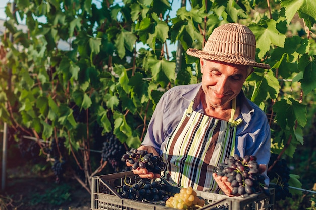 Agricultor recogiendo cosecha de uvas en granja ecológica. Hombre senior feliz con uvas verdes y azules