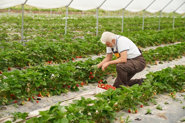 Agricultor recogiendo fresas en invernadero