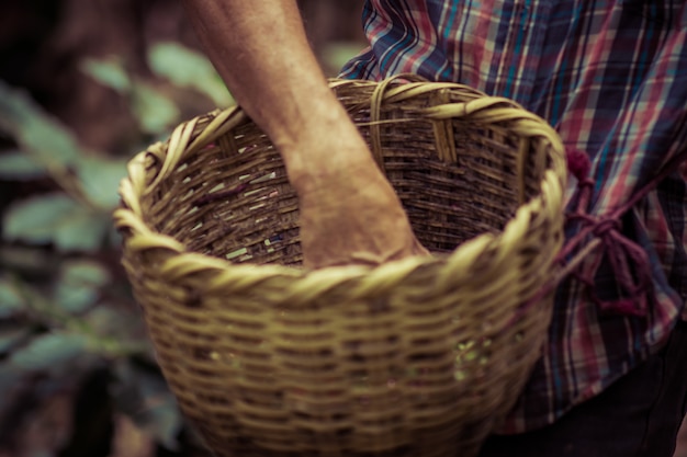 Agricultor recogiendo frutos de café