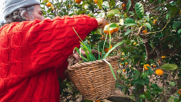 Agricultor recogiendo naranjas con una cesta de mimbre en un campo de naranjos