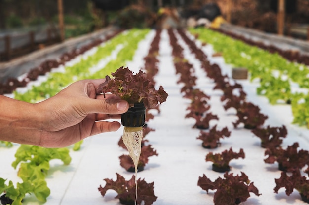 Agricultor recogiendo roble rojo hidropónico en vivero de plantas vegetales de ensalada orgánica