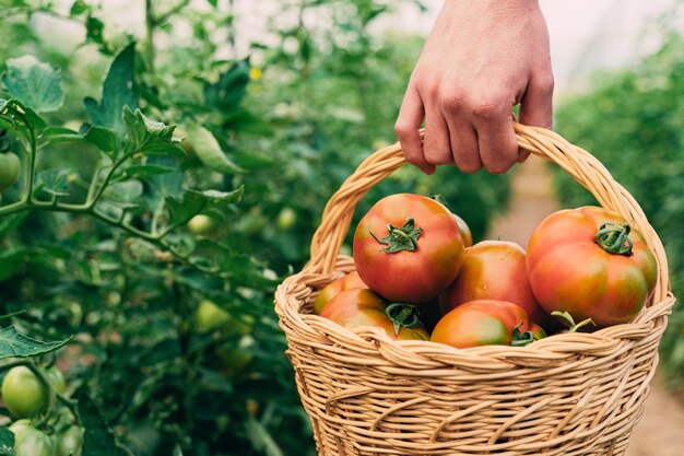 Agricultor recogiendo tomates en una canasta