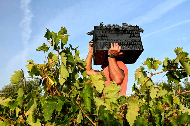 Foto agricultor recogiendo uvas en la vendimia