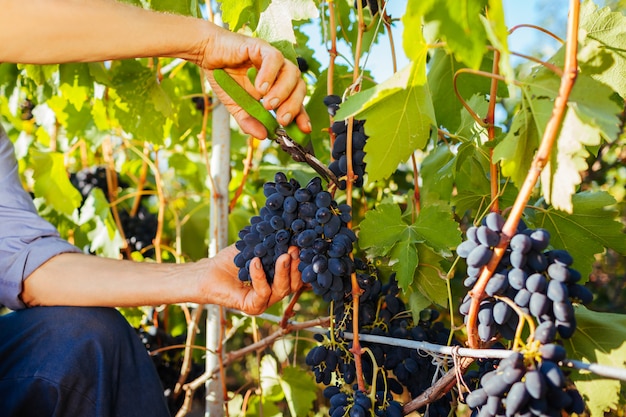 Agricultor recolectando cosecha de uvas en granja ecológica.