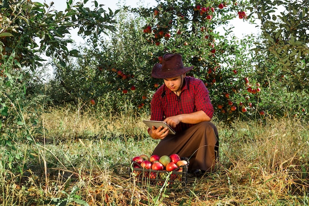 Agricultor recolhe maçãs maduras no jardim