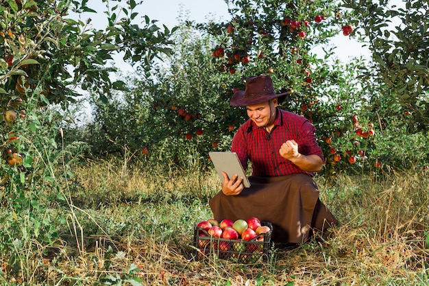 Agricultor recolhe maçãs maduras no jardim