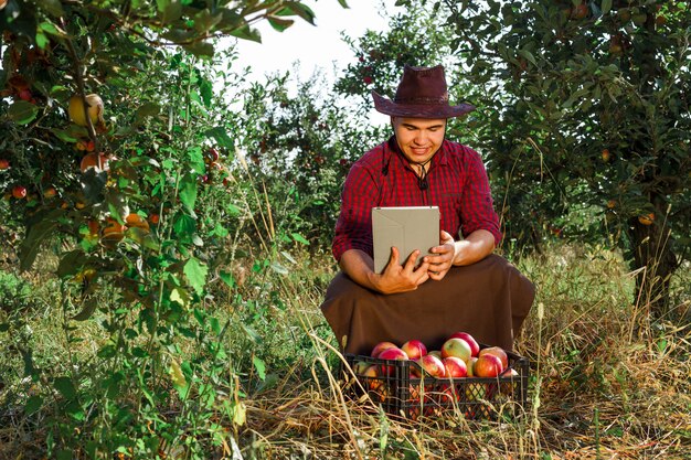 Agricultor recolhe maçãs maduras no jardim