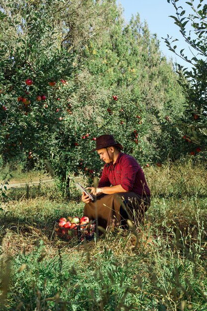 Agricultor recolhe maçãs maduras no jardim