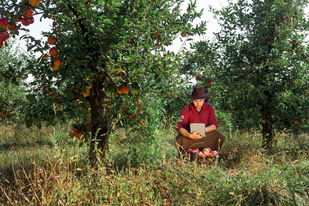 Agricultor recolhe maçãs maduras no jardim