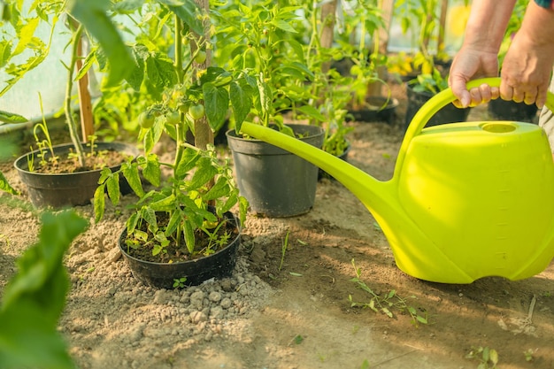 Agricultor regando planta de tomate orgánico en el invernadero hortalizas orgánicas cultivadas en casa cuidando el hogar