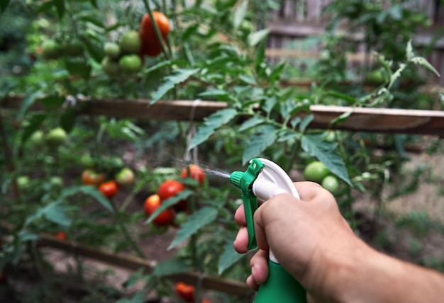 Agricultor regando tomates