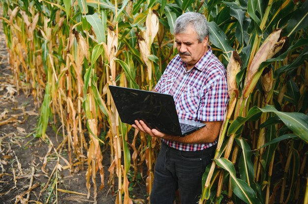 Un agricultor revisa la cosecha de maíz alto antes de cosechar. Agrónomo en el campo