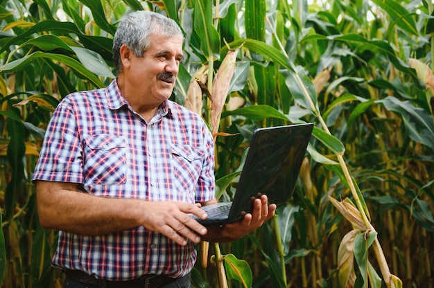 Un agricultor revisa la cosecha de maíz alto antes de cosechar. Agrónomo en el campo