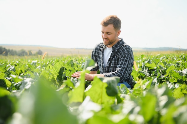 Agricultor revisando la cosecha en un campo de remolacha azucarera Concepto agrícola