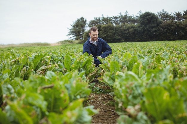 Agricultor revisando sus cultivos en el campo