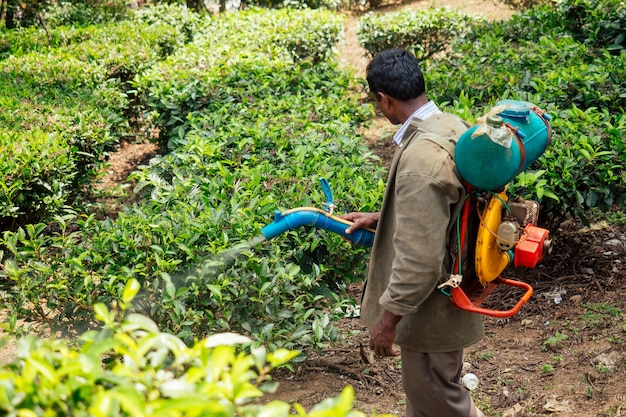 Agricultor rociando bush con rociador manual de pesticidas contra insectos en árboles de té en las plantaciones de India Kerala Munnar