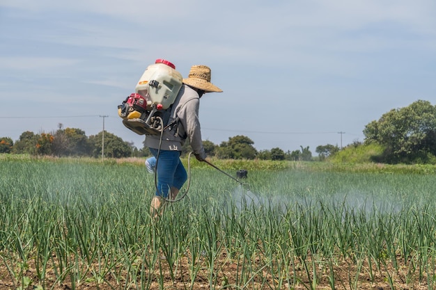 Agricultor rociar fertilizantes en un campo de cebolla