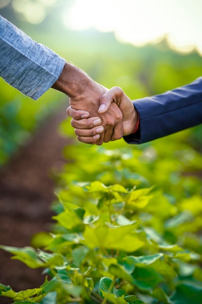 Agricultor rural indio y ejecutivo bancario dándose la mano en un campo de algodón