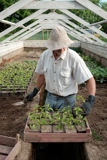 Foto agricultor se preparar para o plantio de mudas de pimenta