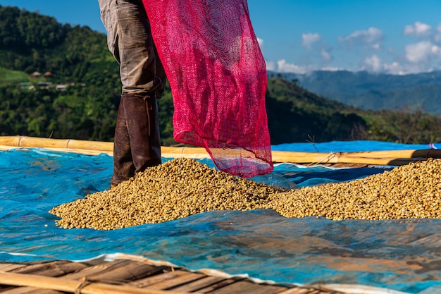 Agricultor secando granos de café crudo en el piso