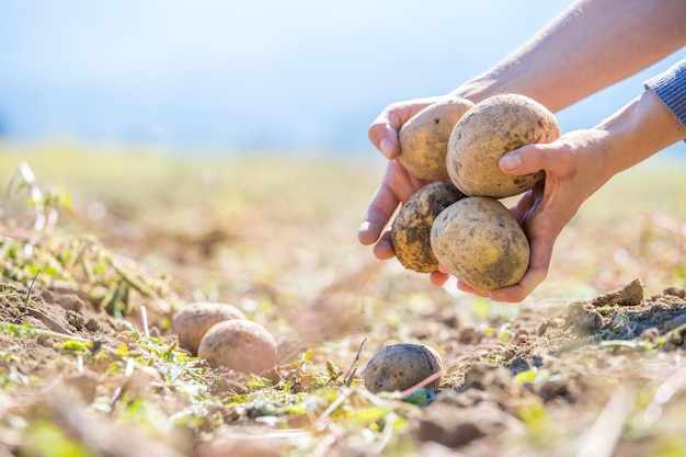 Agricultor segura batatas frescas em suas mãos Colheita de comida vegetariana orgânica