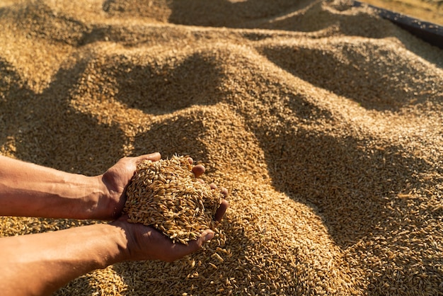 Agricultor segura o grão de cevada nas mãos