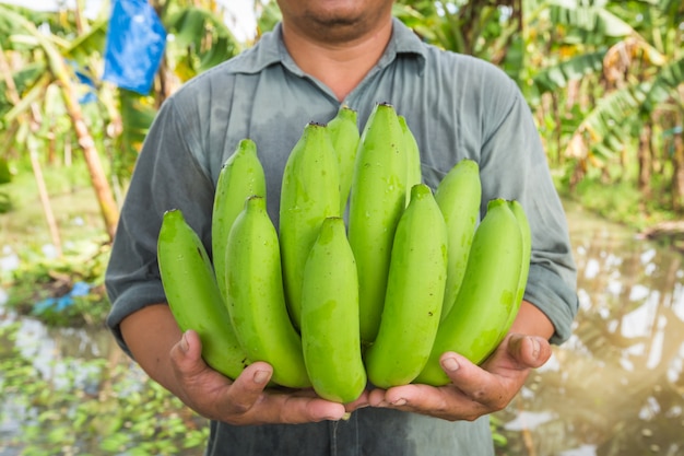 Agricultor segurando as bananas em seu jardim de banana