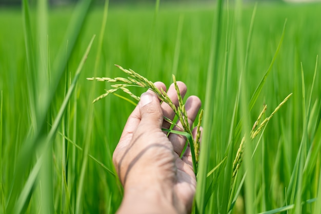 Foto agricultor segurando campos de arroz verde