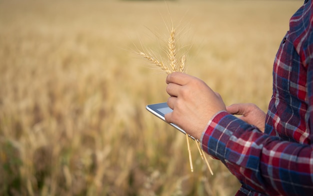 Agricultor segurando tablet agrônomo usando software de gerenciamento de dados online criando mapas de rendimento em campo