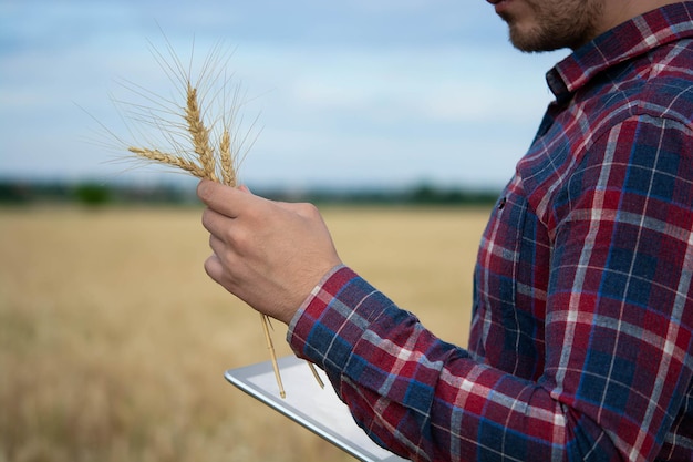 Agricultor segurando telefone e trigo Agrônomo usa software de gerenciamento de dados online